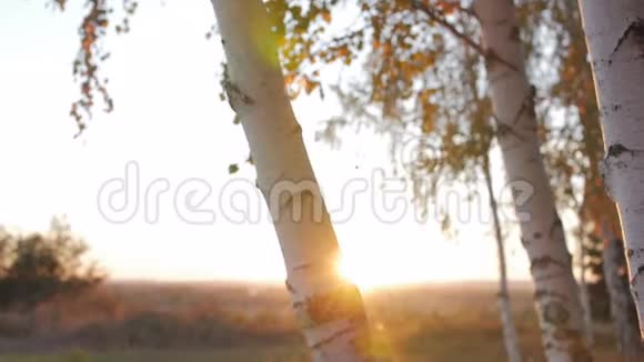 美丽的傍晚太阳落下太阳的光线在日落时穿过桦树美丽的大自然视频的预览图