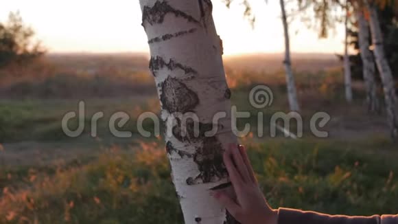 美丽的傍晚太阳落下太阳的光线在日落时穿过桦树美丽的大自然视频的预览图