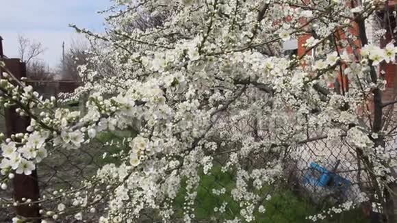 春天的白樱桃李花视频的预览图