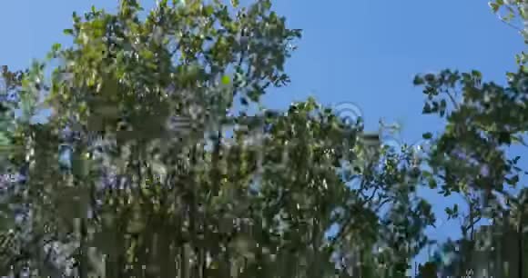 落叶乔木快速移动的枝条视频的预览图