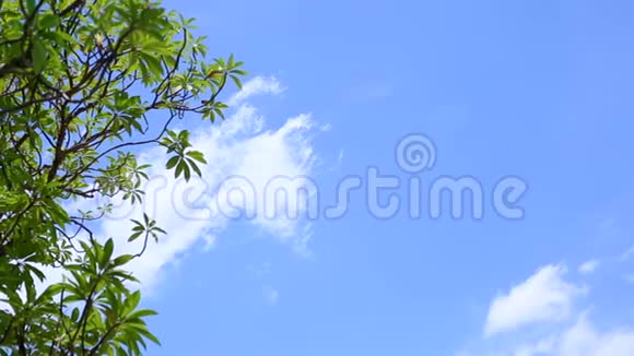 仰望树和天空白云从地面位置移动视频的预览图