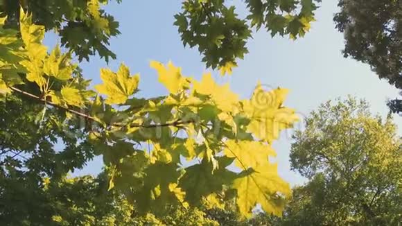 春天的枫叶被太阳照亮视频的预览图