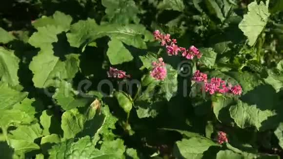 种植农作物荞麦花卉和芥末植物视频的预览图