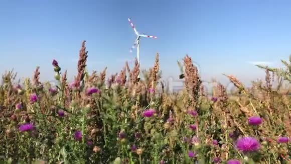 风力和风车涡轮塔上的蓟植物视频的预览图