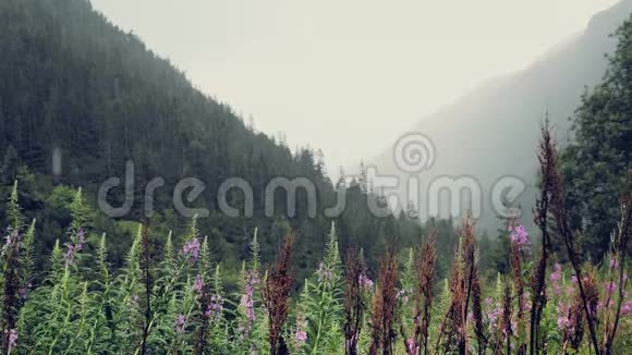 山在雨雾中雨滴滴滴潮湿寒冷的山地大气雾中树木繁茂的山丘视频的预览图