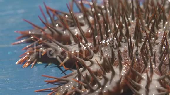 合上荆棘冠海星水下动物海洋有从水中捕获的大刺动物体内的棘皮动物视频的预览图