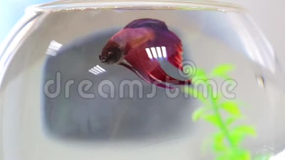 一条小水族馆里的红鱼视频的预览图