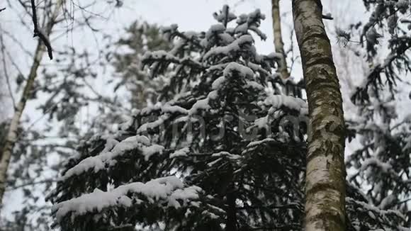 冬天在林中慢悠悠地摇动白雪覆盖的树视频的预览图