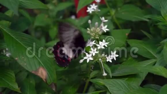 花园里的安布拉克斯燕尾和蓝带彩蝶视频的预览图