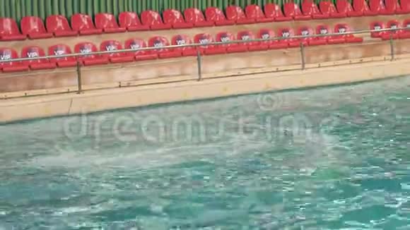 白鲸在海豚馆游泳池里用棍子在蓝色的水里游泳视频的预览图