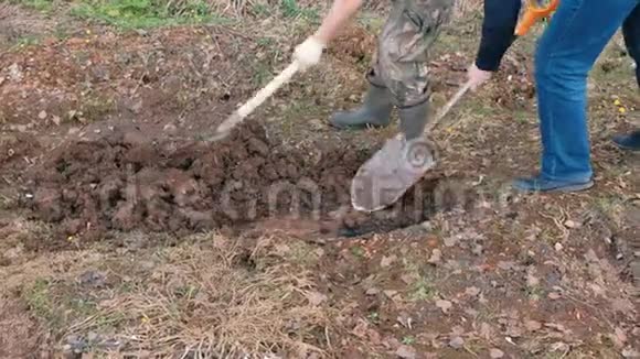 两个穿胶靴的人用铲子挖地双手特写园春工作视频的预览图