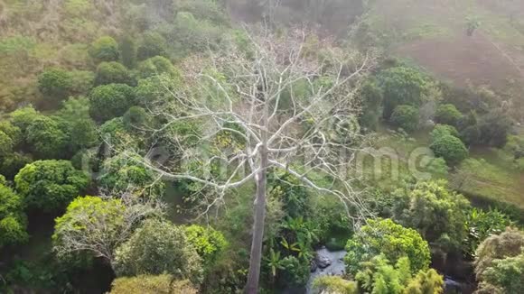 空中观景环绕大树飞行美丽的瀑布和绿树背景视频的预览图