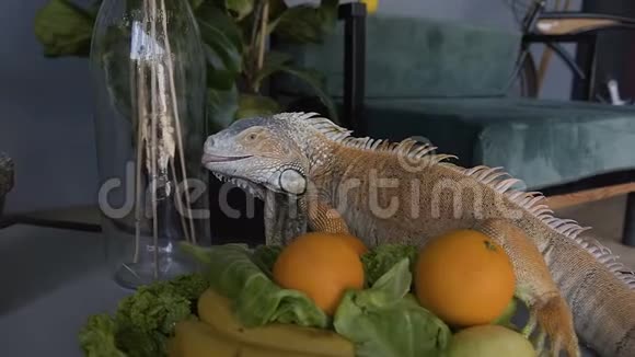 一只漂亮的绿色蜥蜴坐在桌子上吃着盘子里的水果坐在背景上的鬣蜥视频的预览图