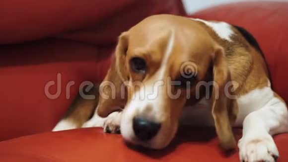 小猎犬正躺在沙发上视频的预览图