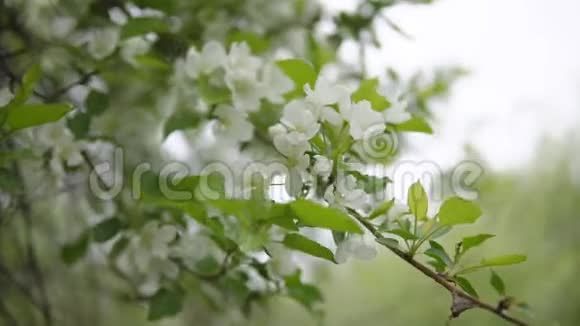 春天的时候开花时苹果树的枝条视频的预览图
