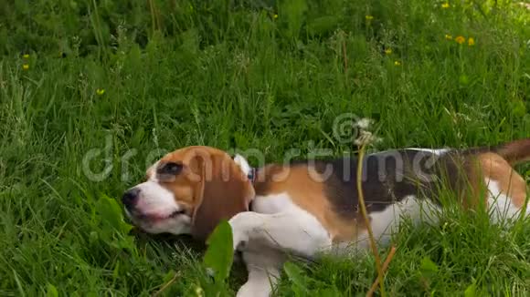 小猎犬在夏天在草地上休息视频的预览图