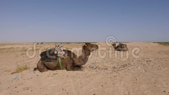 两只骆驼一个驼峰躺在沙漠里的沙子上撒哈拉沙漠中的棕褐色骆驼视频的预览图