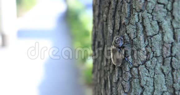 东京广场附近一只树上的雌甲虫视频的预览图