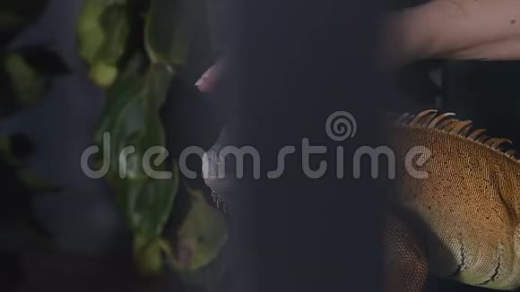 令人惊叹的特写照片女人抱在他的怀里绿蜥蜴鬣蜥背景风景优美绿色自然视频的预览图