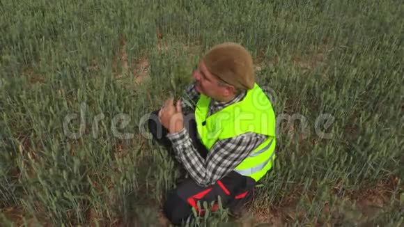 农民在黑麦地中间视频的预览图
