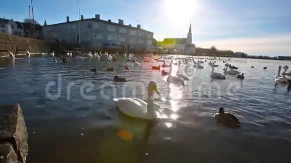 湖上的鸭子和天鹅视频的预览图