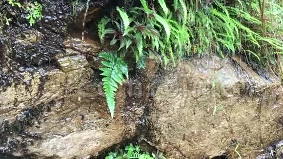 蕨类植物雨水降速慢快的技术视频的预览图