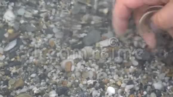 女人用手在海里洗贝壳视频的预览图