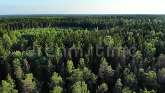 绿色森林和沼泽的空中全景北部自然视频的预览图