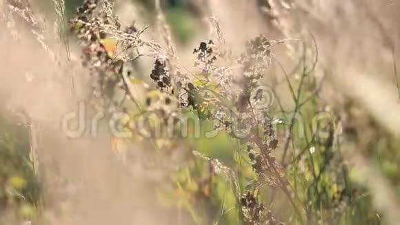 草地特写背光视频的预览图