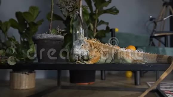 一只绿色的鬣蜥爬上桌子看着相机室内的爬虫抵抗绿色植物视频的预览图