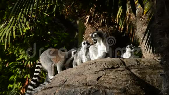 环尾狐猴在岩石中跳跃伴随着狐猴的日光浴视频的预览图