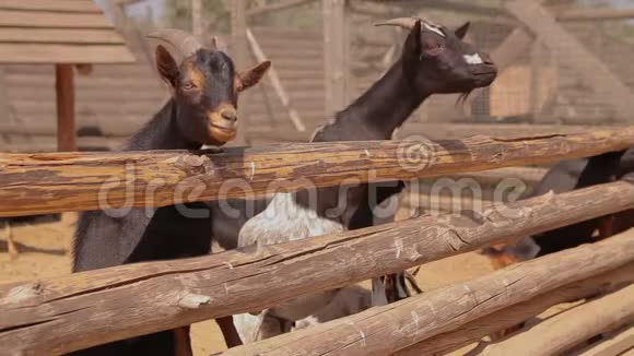 农场里饲养场里干净整洁的山羊山羊正从围栏后面看镜头视频的预览图