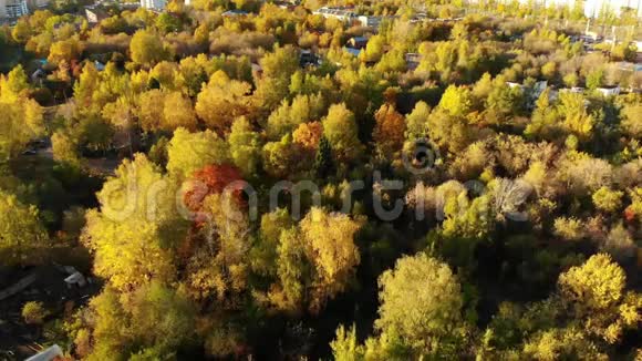 飞越俄罗斯莫斯科郊外的秋林视频的预览图