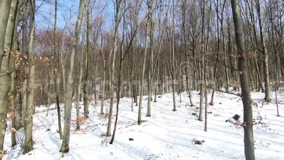 萨尔茨堡白雪覆盖的林地的冬季景色视频的预览图