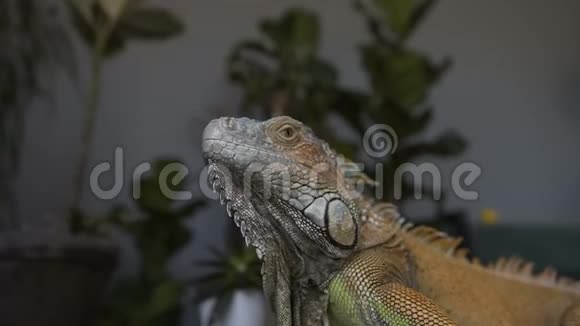 特写大鬣蜥肖像骑着摄像机对着坐在绿色植物背景上的蜥蜴视频的预览图