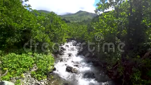 土耳其阿尔特文黑海地区美丽的绿色自然景观视频的预览图