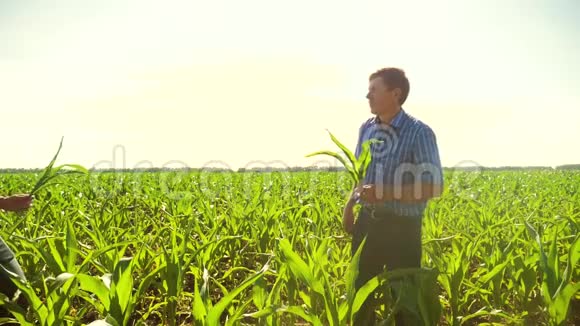 玉米两个农民迎接手合同走过他的田地走向相机慢动作视频农民视频的预览图