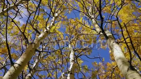 黄叶落季林树潮视频的预览图