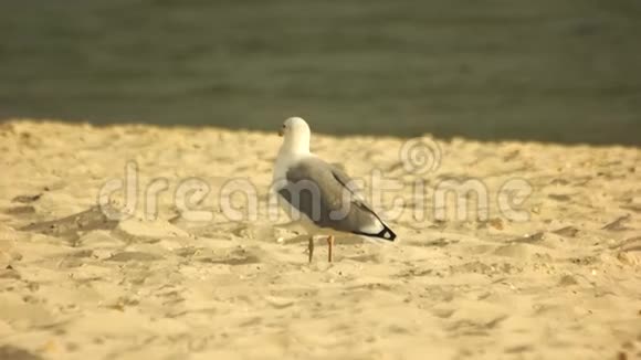 美丽的海鸥在海滩上散步视频的预览图