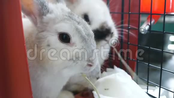 兔子吃干草视频的预览图