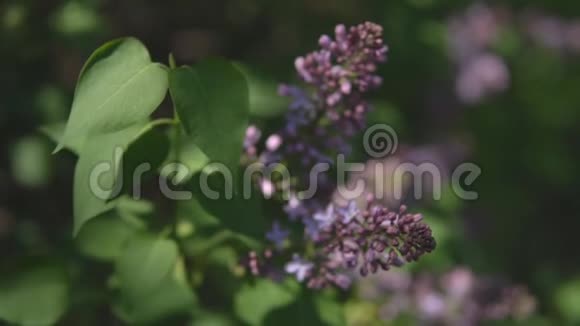 春天的时候开花时的紫薇枝和未开的芽视频的预览图