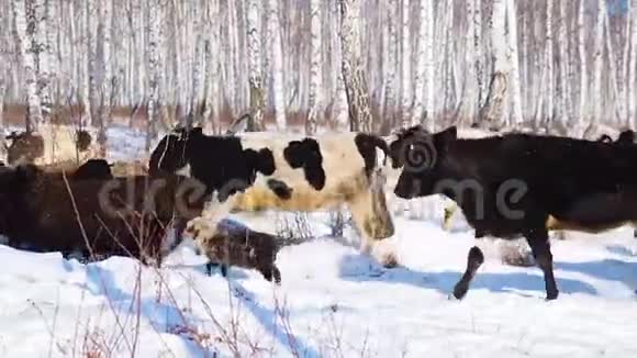 一群山羊和牛正穿过白雪覆盖的森林寻找食物视频的预览图