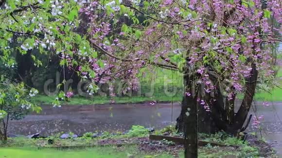 一束粉红色的樱花和白色的樱花在暴风雨中沿着街道视频的预览图