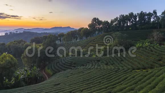 多麦沙龙101个茶园是泰国清莱旅游胜地它是山坡视频的预览图