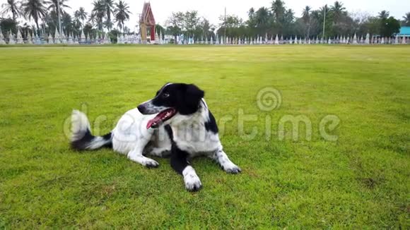 夏天快乐的狗在绿色的玻璃草地上奔跑玩耍在玻璃田里养宠物视频的预览图