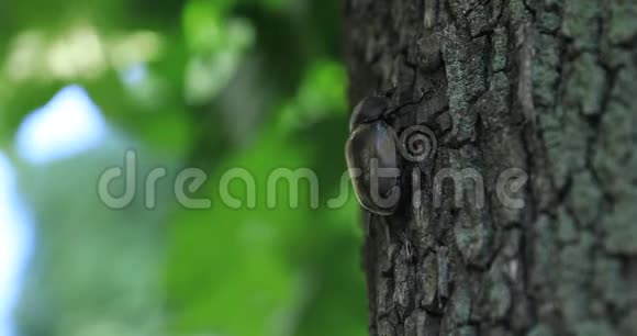 东京广场附近一只树上的雌甲虫视频的预览图