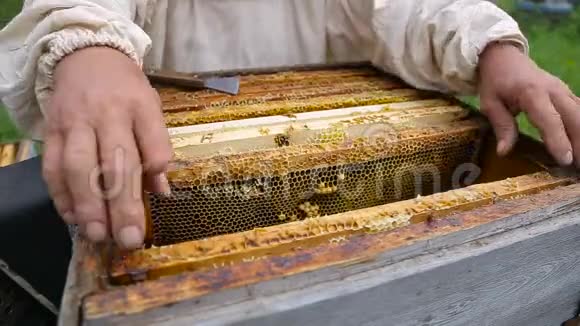 养蜂人在他的养蜂场工作视频的预览图