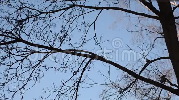 清晨鸟儿坐在树枝上视频的预览图