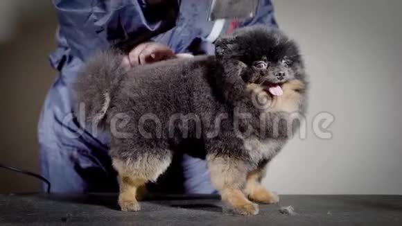 狗美容大师正在进行背刷因为它的形状是黑色的斯皮茨在构象显示之前视频的预览图