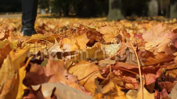 公园小巷里的秋叶视频的预览图